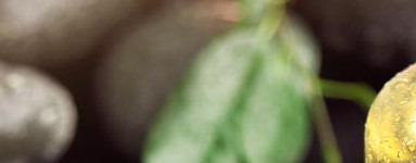 Olje čajevca (Melaleuca alternifolia)